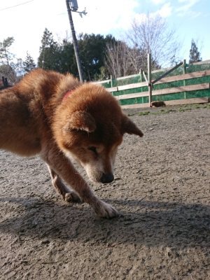 f:id:roukenhome-ann:20190114075400j:plain f:id:roukenhome-ann:20190114075400j:plain