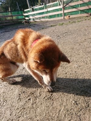 f:id:roukenhome-ann:20190114075415j:plain f:id:roukenhome-ann:20190114075415j:plain