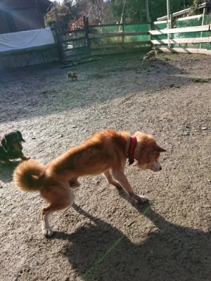 f:id:roukenhome-ann:20190114075420j:plain f:id:roukenhome-ann:20190114075420j:plain