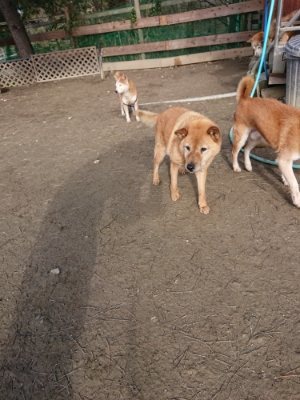f:id:roukenhome-ann:20190114075631j:plain f:id:roukenhome-ann:20190114075631j:plain