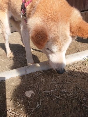 f:id:roukenhome-ann:20190114193445j:plain