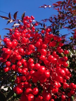 f:id:roukenhome-ann:20190114193739j:plain