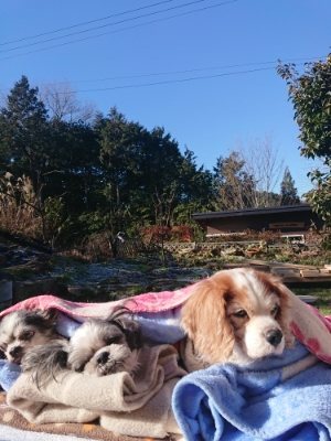 f:id:roukenhome-ann:20190114205215j:plain