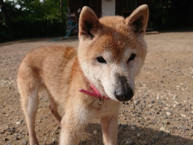 f:id:roukenhome-ann:20190114211218j:plain
