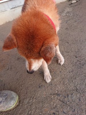 f:id:roukenhome-ann:20190115203610j:plain f:id:roukenhome-ann:20190115203610j:plain