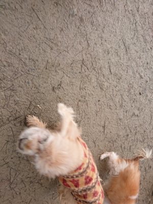 f:id:roukenhome-ann:20190115203726j:plain f:id:roukenhome-ann:20190115203726j:plain