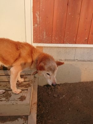 f:id:roukenhome-ann:20190115203814j:plain f:id:roukenhome-ann:20190115203814j:plain