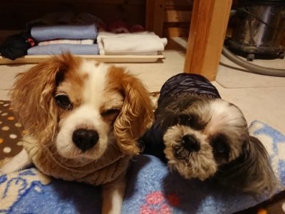 f:id:roukenhome-ann:20190115204517j:plain f:id:roukenhome-ann:20190115204517j:plain