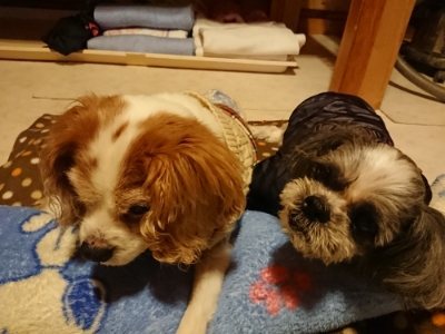 f:id:roukenhome-ann:20190115204550j:plain f:id:roukenhome-ann:20190115204550j:plain