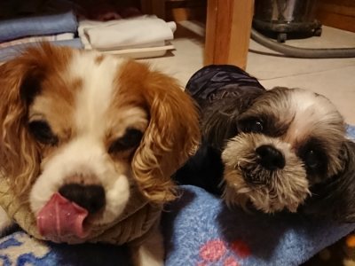 f:id:roukenhome-ann:20190115204611j:plain f:id:roukenhome-ann:20190115204611j:plain