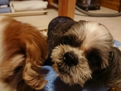 f:id:roukenhome-ann:20190115204638j:plain f:id:roukenhome-ann:20190115204638j:plain
