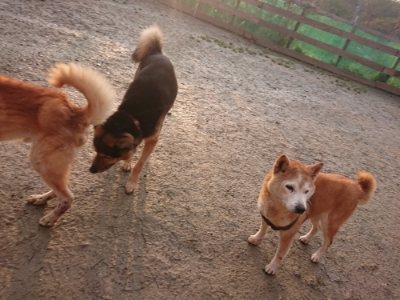 f:id:roukenhome-ann:20190115204710j:plain f:id:roukenhome-ann:20190115204710j:plain