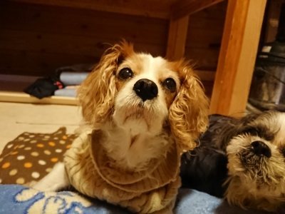 f:id:roukenhome-ann:20190115210209j:plain f:id:roukenhome-ann:20190115210209j:plain