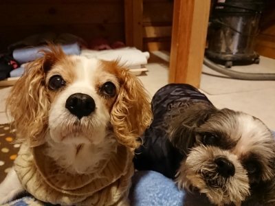f:id:roukenhome-ann:20190115210235j:plain f:id:roukenhome-ann:20190115210235j:plain