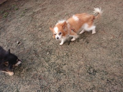 f:id:roukenhome-ann:20190115210303j:plain f:id:roukenhome-ann:20190115210303j:plain