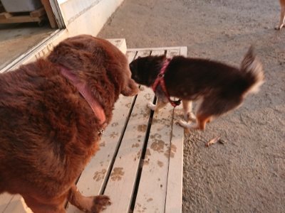 f:id:roukenhome-ann:20190115210315j:plain f:id:roukenhome-ann:20190115210315j:plain
