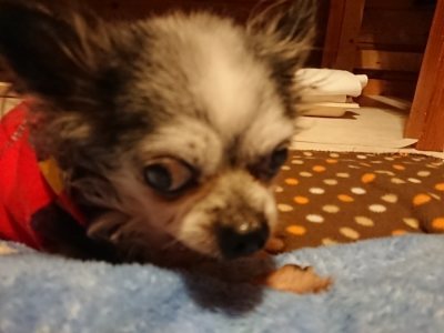 f:id:roukenhome-ann:20190115210319j:plain f:id:roukenhome-ann:20190115210319j:plain