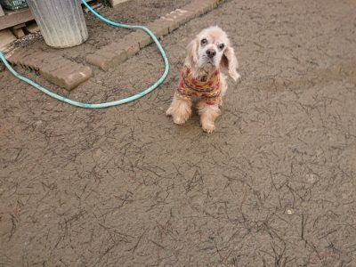 f:id:roukenhome-ann:20190115210330j:plain f:id:roukenhome-ann:20190115210330j:plain