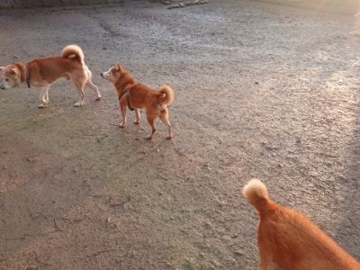 f:id:roukenhome-ann:20190115210339j:plain f:id:roukenhome-ann:20190115210339j:plain