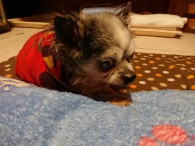 f:id:roukenhome-ann:20190115210344j:plain f:id:roukenhome-ann:20190115210344j:plain