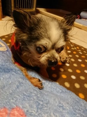 f:id:roukenhome-ann:20190115210410j:plain f:id:roukenhome-ann:20190115210410j:plain