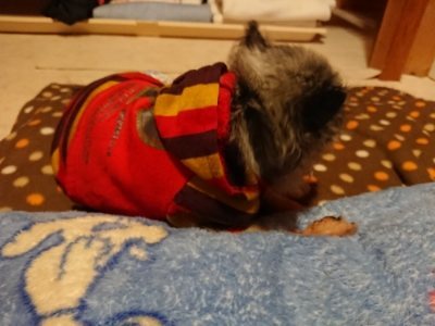 f:id:roukenhome-ann:20190115210444j:plain f:id:roukenhome-ann:20190115210444j:plain