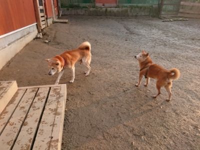 f:id:roukenhome-ann:20190115210453j:plain f:id:roukenhome-ann:20190115210453j:plain