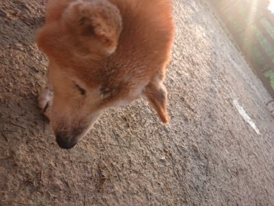 f:id:roukenhome-ann:20190116052709j:plain