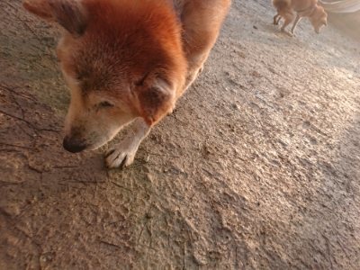 f:id:roukenhome-ann:20190116052732j:plain
