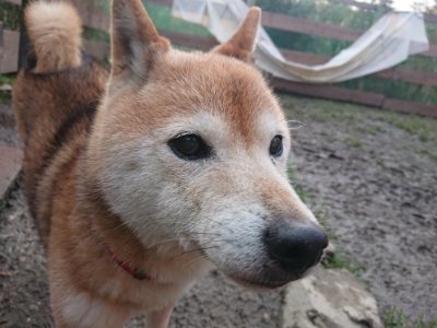 f:id:roukenhome-ann:20190116052819j:plain