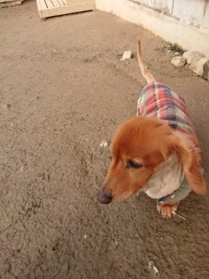 f:id:roukenhome-ann:20190116052845j:plain