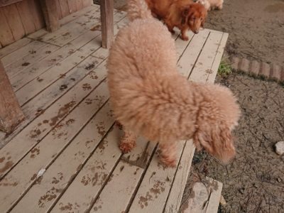 f:id:roukenhome-ann:20190116053216j:plain