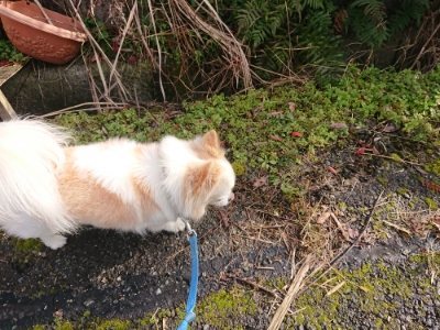 f:id:roukenhome-ann:20190116203740j:plain