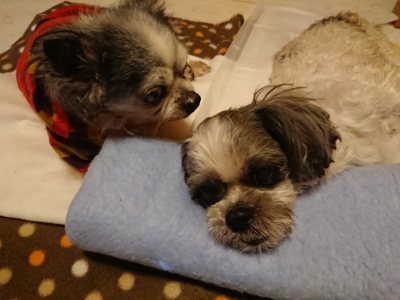 f:id:roukenhome-ann:20190116203745j:plain