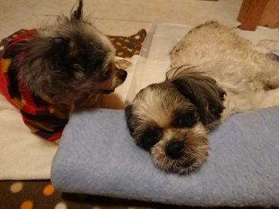 f:id:roukenhome-ann:20190116203804j:plain