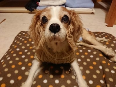 f:id:roukenhome-ann:20190116203823j:plain