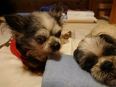 f:id:roukenhome-ann:20190116203919j:plain