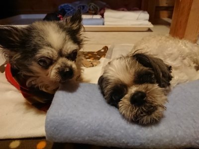 f:id:roukenhome-ann:20190116203925j:plain