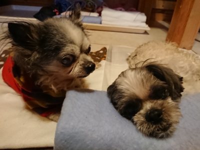 f:id:roukenhome-ann:20190116204302j:plain