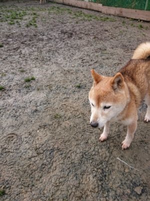 f:id:roukenhome-ann:20190116205828j:plain