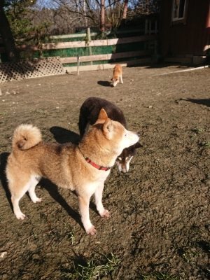 f:id:roukenhome-ann:20190118052244j:plain