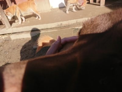 f:id:roukenhome-ann:20190118074723j:plain