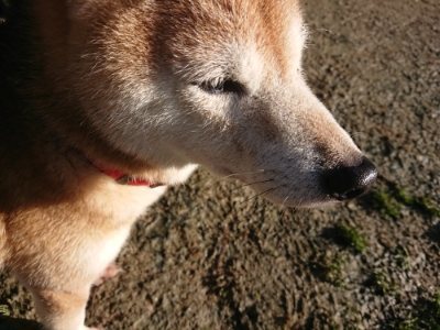 f:id:roukenhome-ann:20190118080203j:plain f:id:roukenhome-ann:20190118080203j:plain