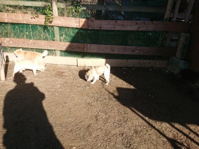 f:id:roukenhome-ann:20190118083212j:plain f:id:roukenhome-ann:20190118083212j:plain