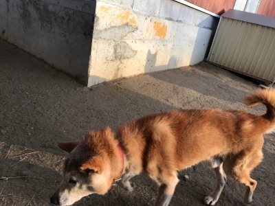 f:id:roukenhome-ann:20190118083420j:plain f:id:roukenhome-ann:20190118083420j:plain