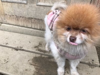 f:id:roukenhome-ann:20190118083543j:plain f:id:roukenhome-ann:20190118083543j:plain