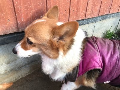 f:id:roukenhome-ann:20190118083732j:plain f:id:roukenhome-ann:20190118083732j:plain