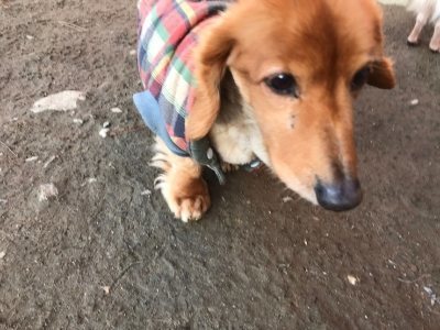 f:id:roukenhome-ann:20190118083743j:plain f:id:roukenhome-ann:20190118083743j:plain