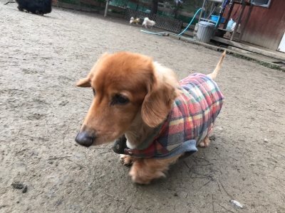 f:id:roukenhome-ann:20190118083829j:plain f:id:roukenhome-ann:20190118083829j:plain
