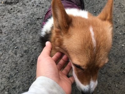 f:id:roukenhome-ann:20190118083855j:plain f:id:roukenhome-ann:20190118083855j:plain